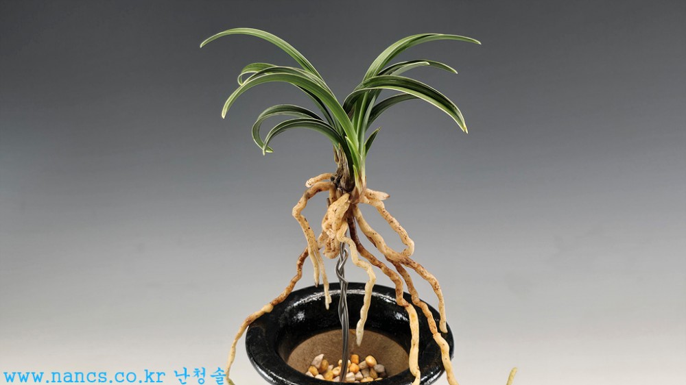 신라