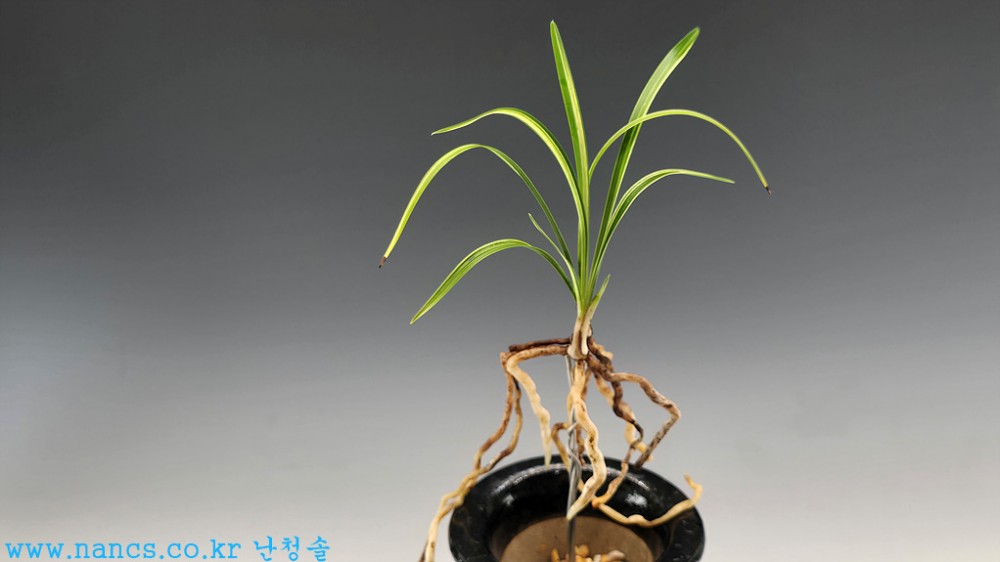 녹호중투