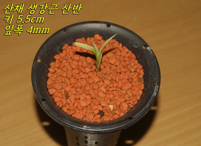 아담한 산채 백산반