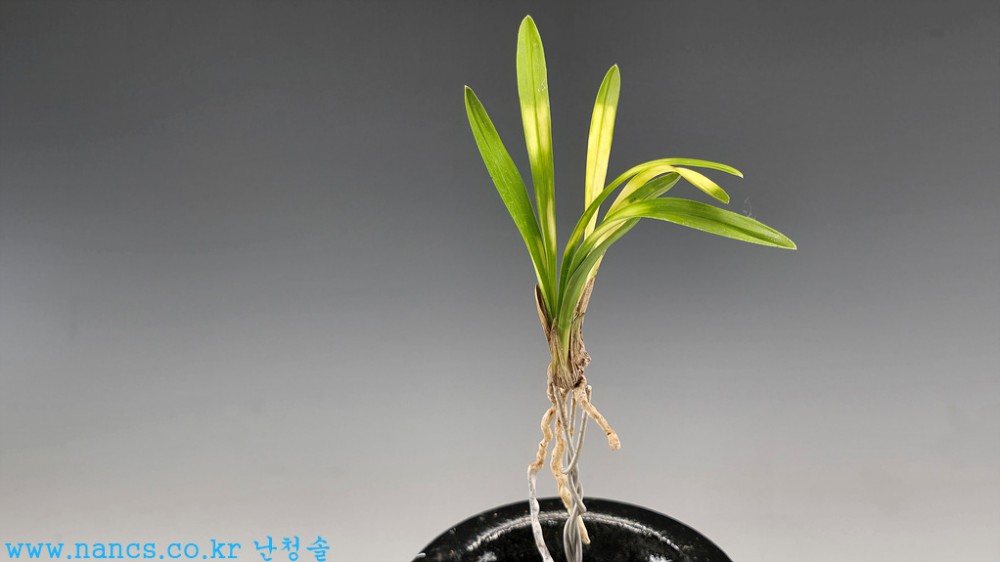 운무령(3번)