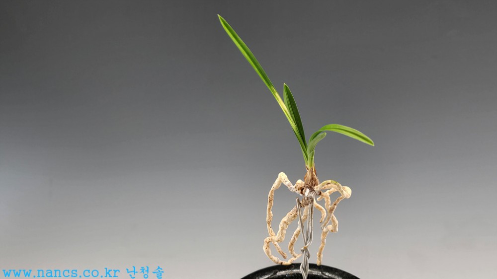 운무령(1번)