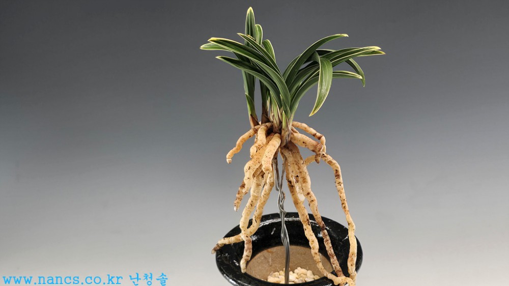신라