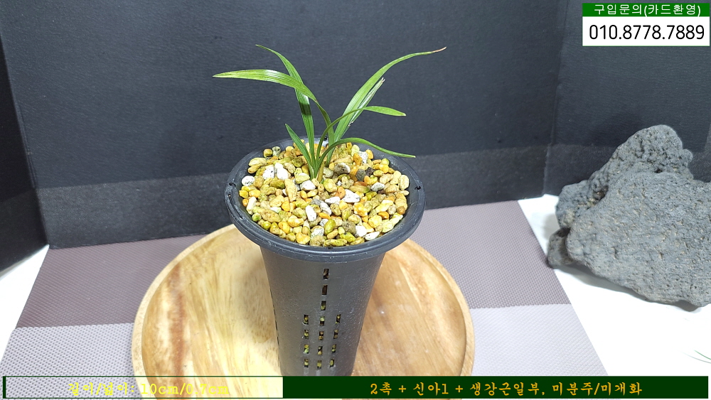 안금산 종자