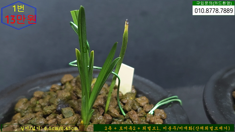 합천산 장단엽반물 1번