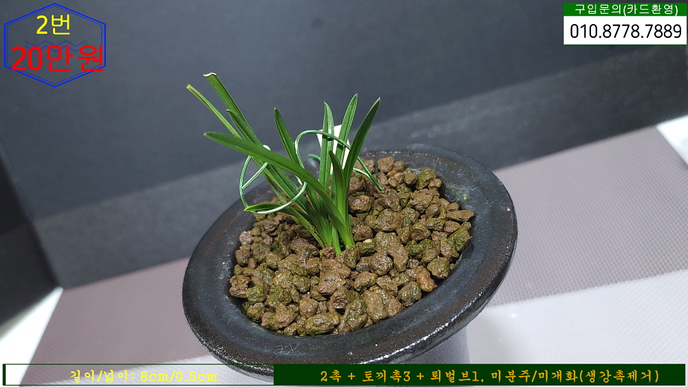 합천산 장단엽반물 2번