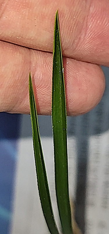 1761476434_68fdff52780d2.jpg