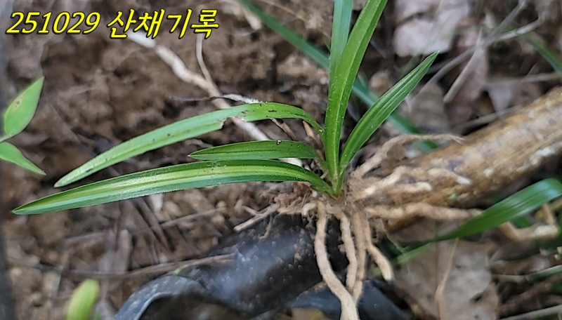 오늘 산채품 호