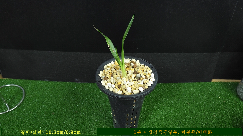 천엽까지 둥근 종자