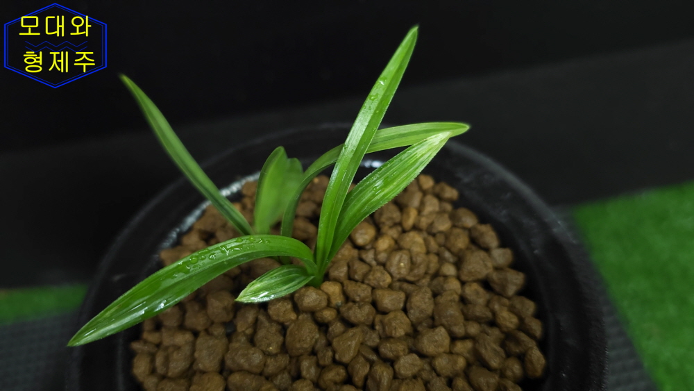 둥근 산반 종자