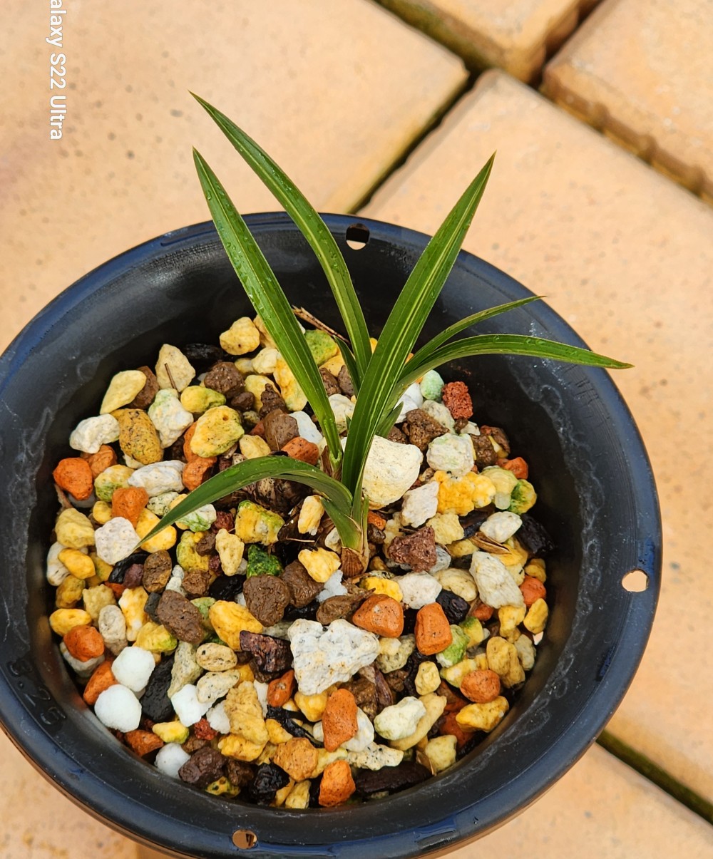 산채원빵 후육질단엽?