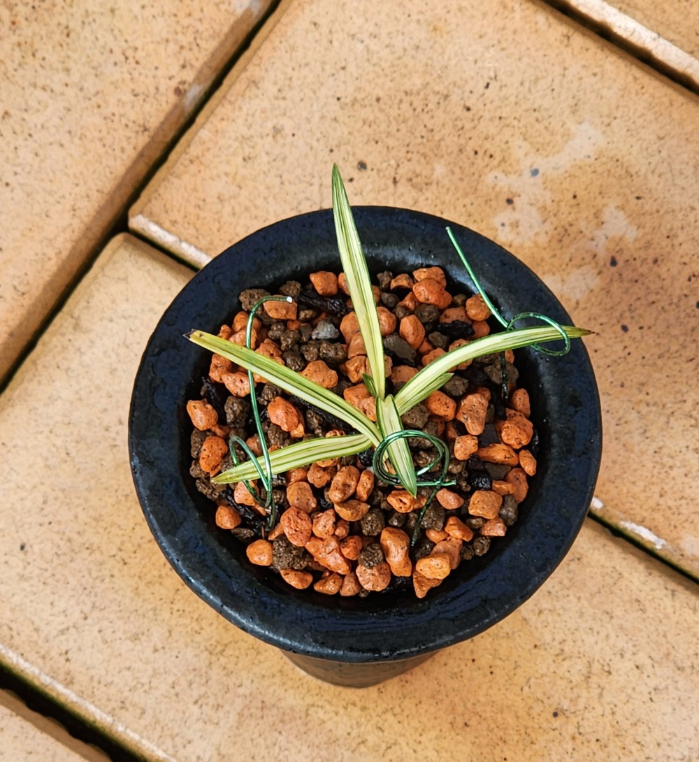 명품인가 아담한 중투