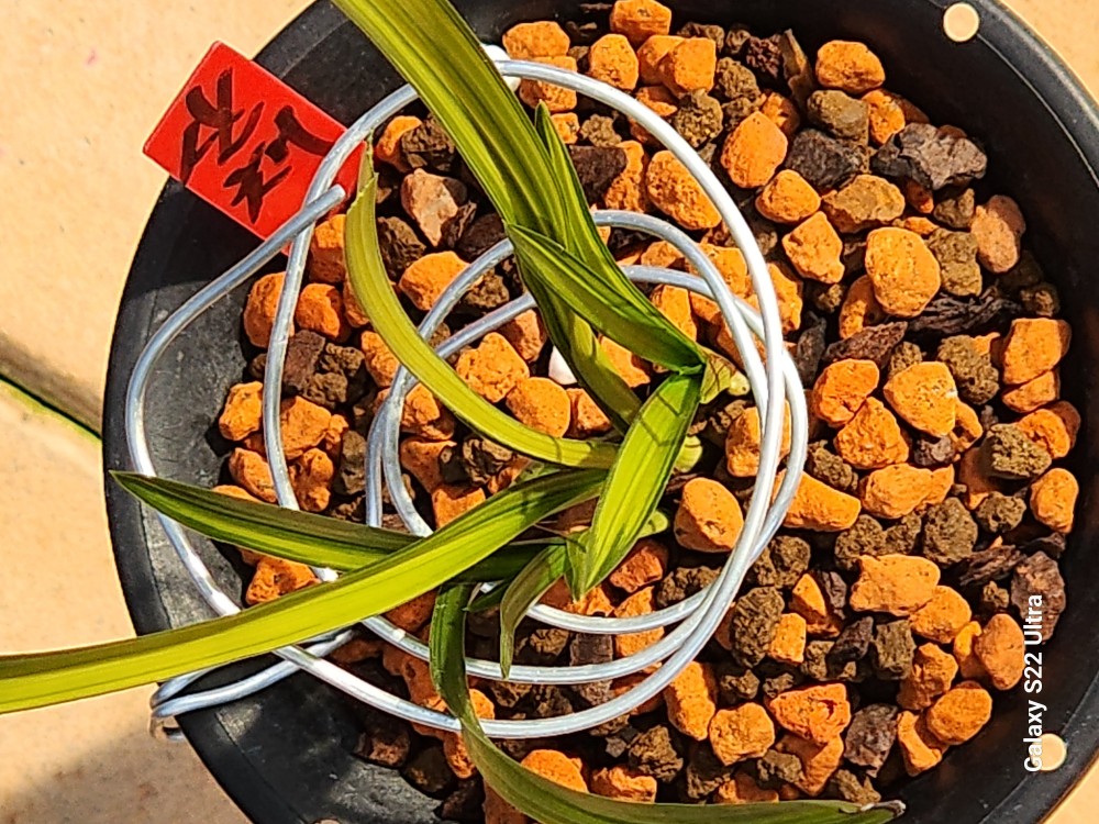 생강근산채 입변 금계?