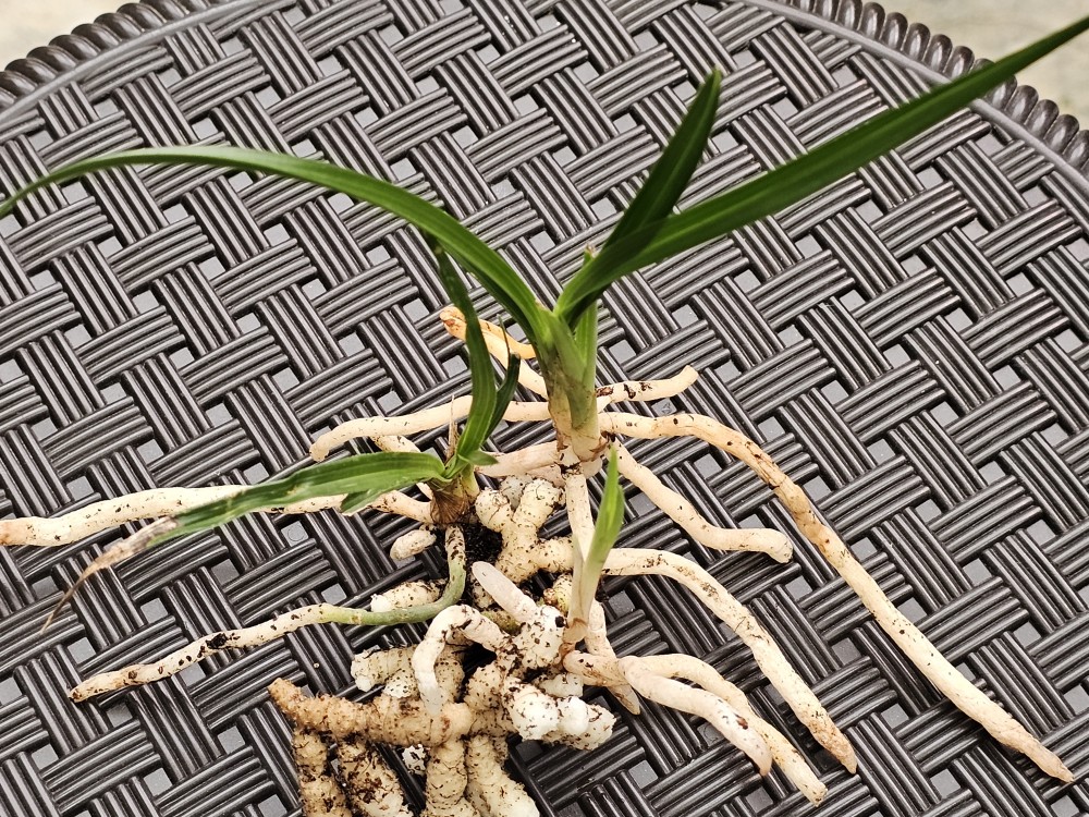 산채 생강근 3종