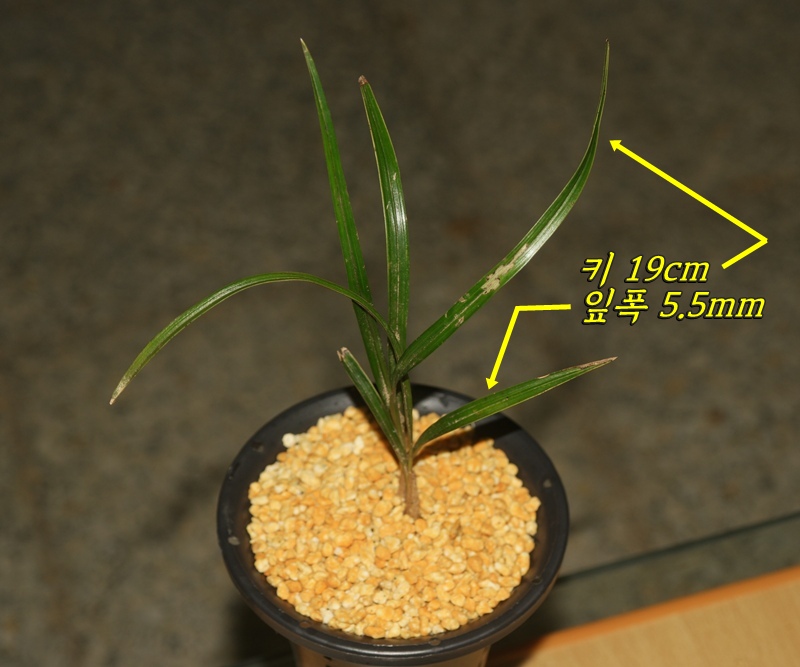 신생지 산채 복륜