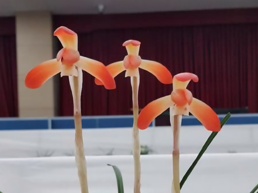 수상경력이많은 홍화