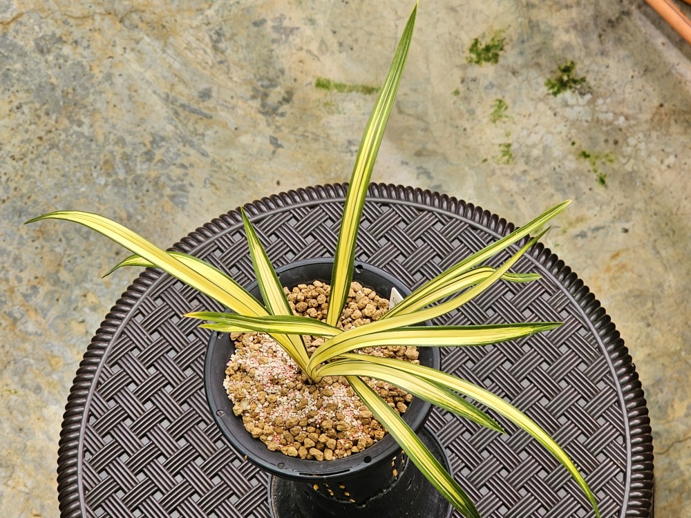 아가씨나 금강산이 울?