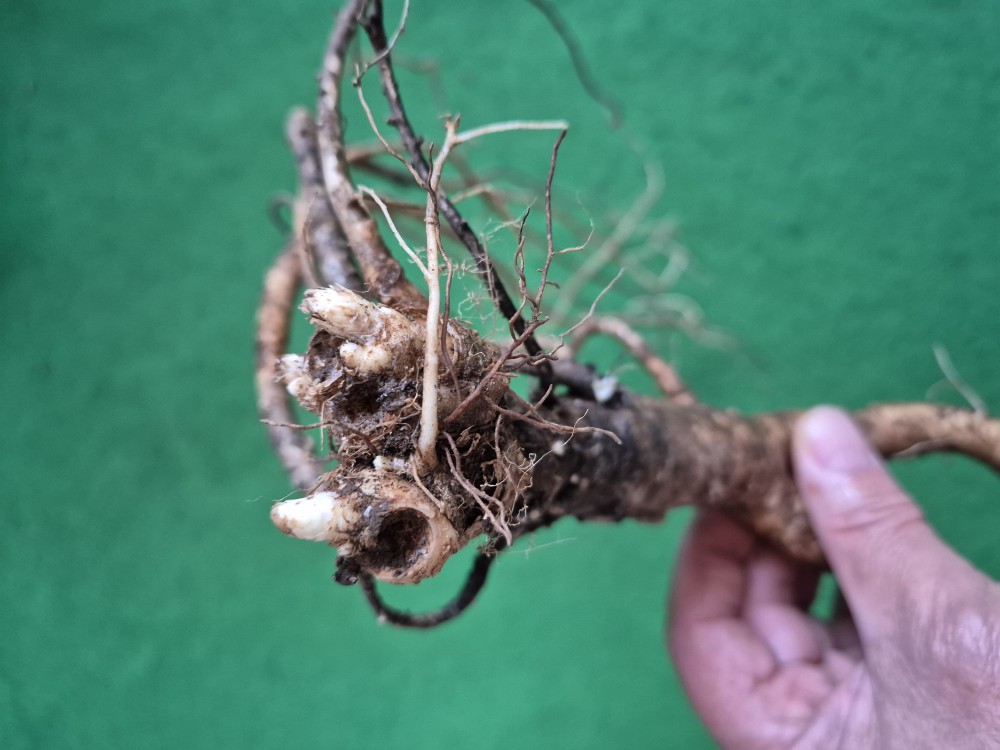 담금용 먹도라지2