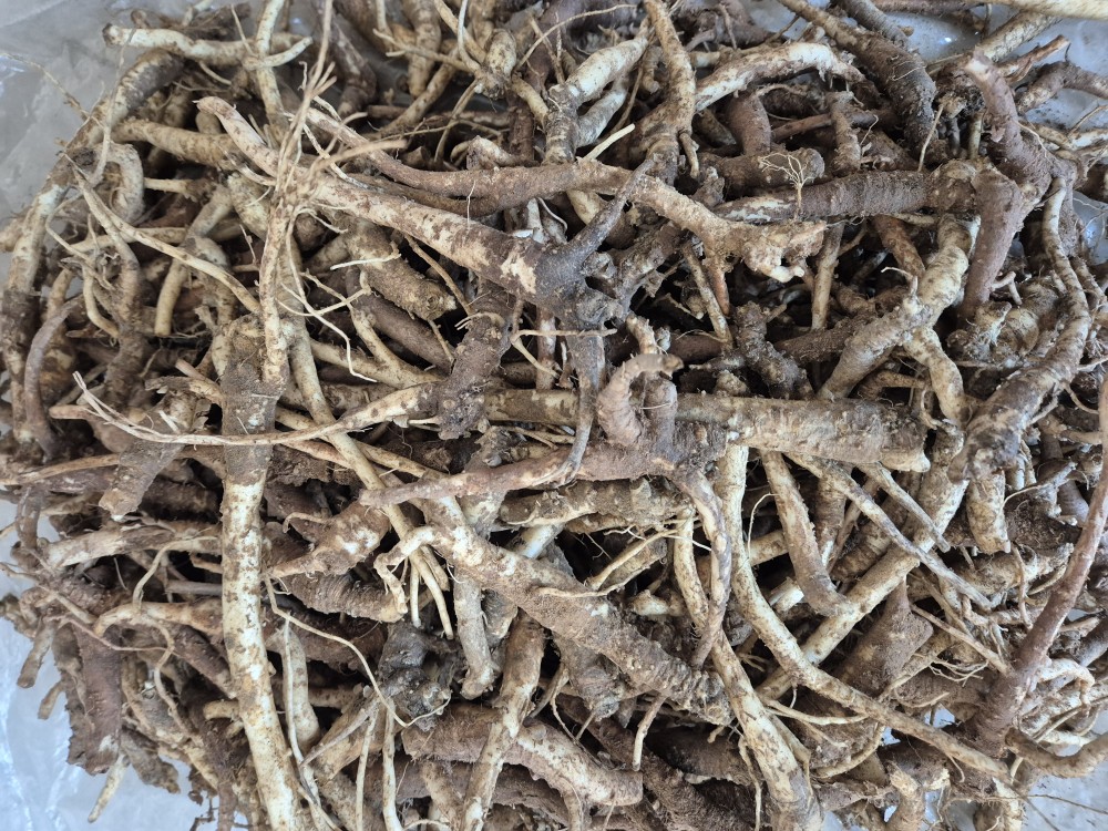 자연산 약용 도라지