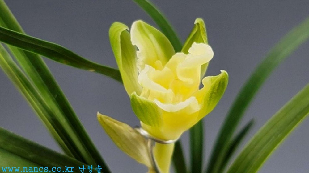 세계평화(꽃1경)