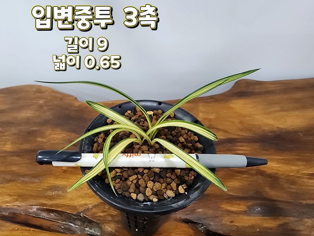 @@@ 종자목 하세요  @@@