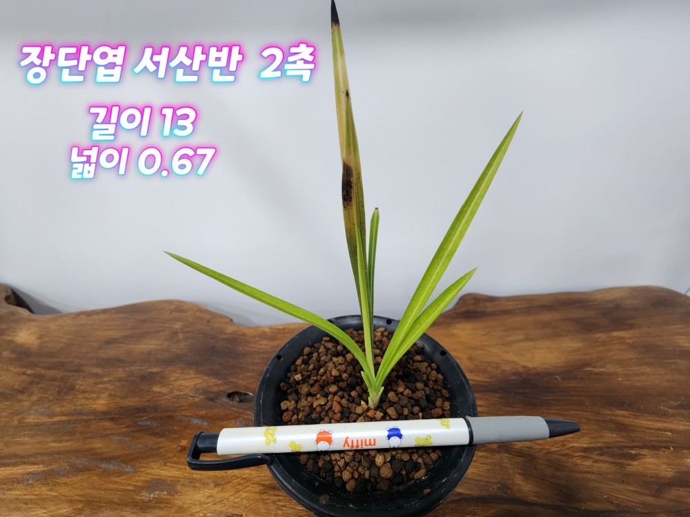 @@@ 종자목 하세요  @@@