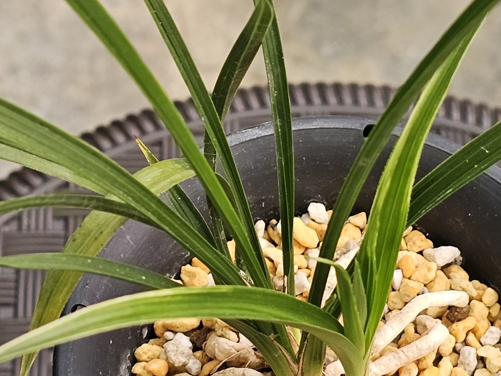 생출 무늬 ㆍ변 많은발?