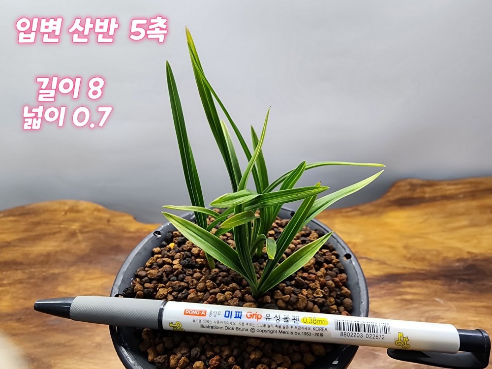 @@@ 종자목 하세요  @@@