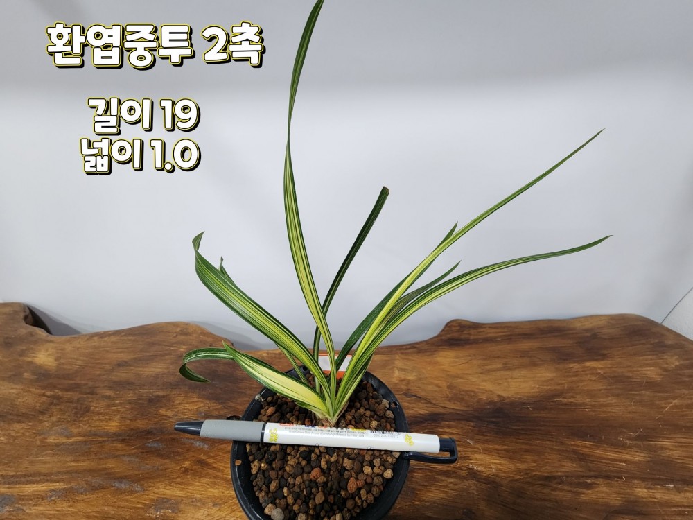 @@@ 종자목 하세요  @@@