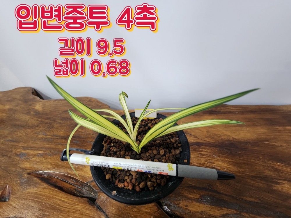 @@@ 종자목 하세요  @@@