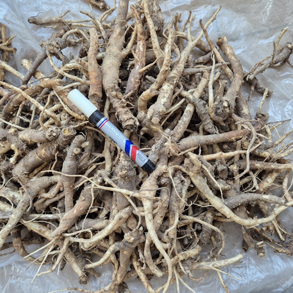 산도라지(최상급)