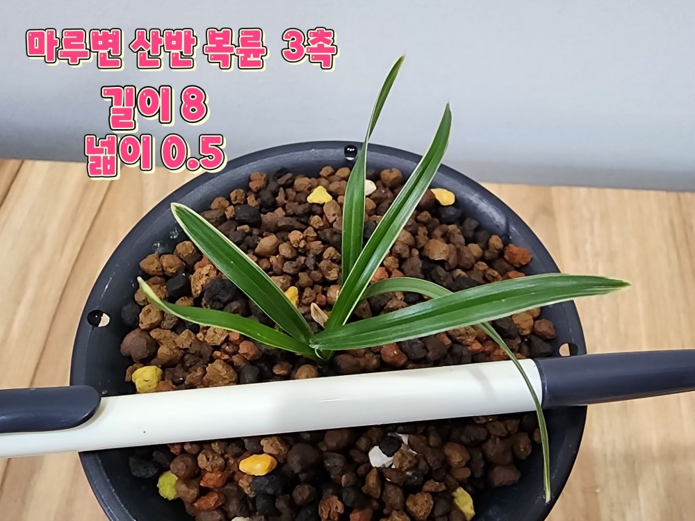 @@@ 종자목하세요@@@