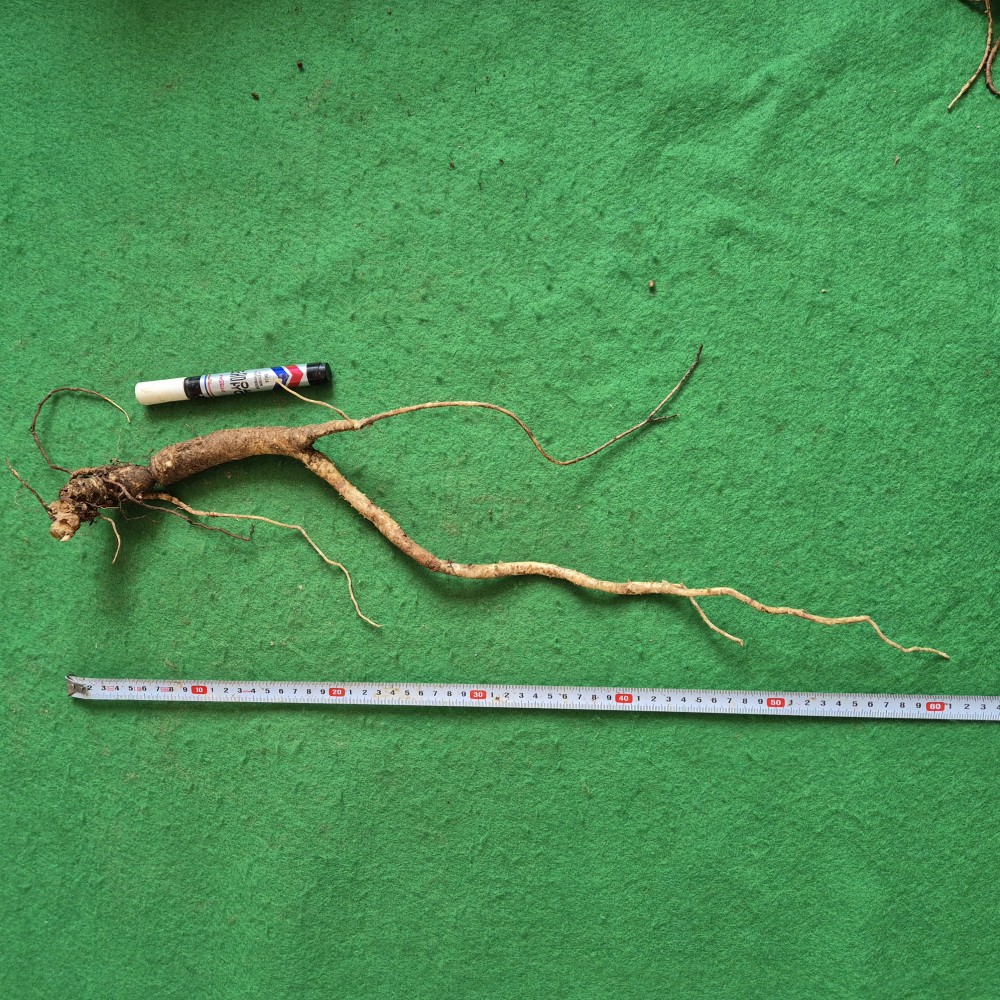 담금용 도라지(저렴)