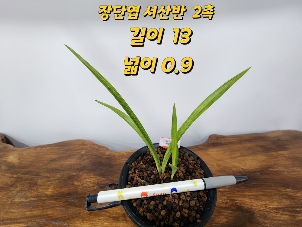 @@@ 종자목 하세요  @@@
