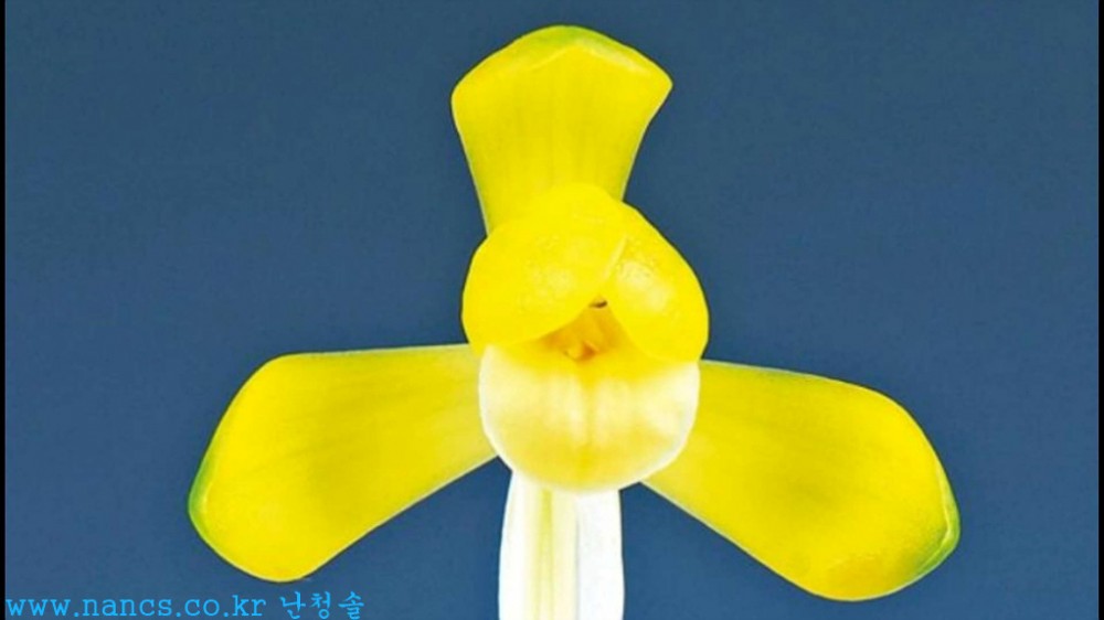 환생(전시작품/꽃4경)