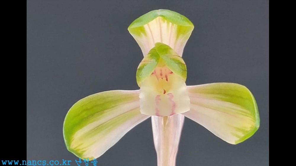 황중투(신품종/황중투화) 꽃2?