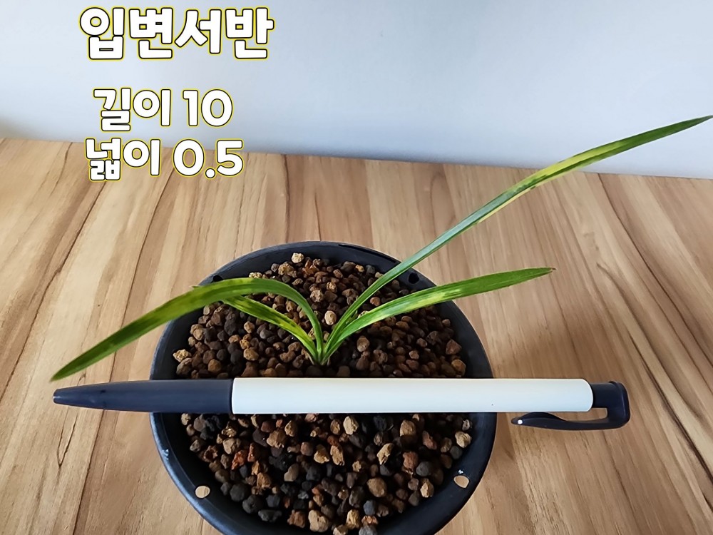 @@@ 종자목하세요@@@