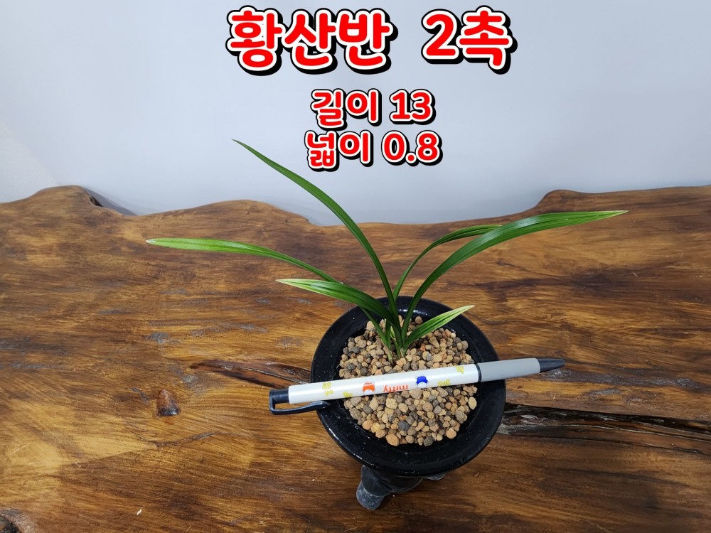 @@@ 종자목 하세요  @@@