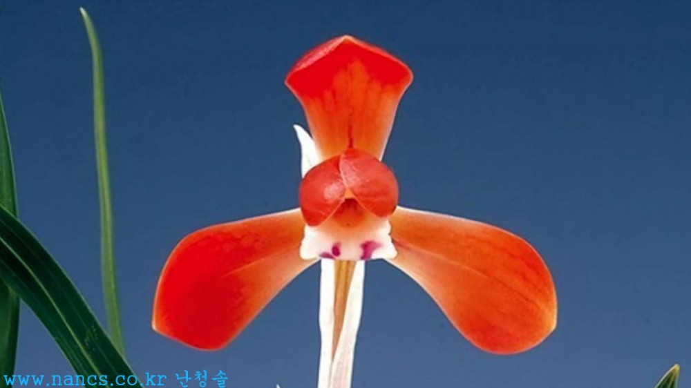 홍대왕(전시작품/꽃3경?