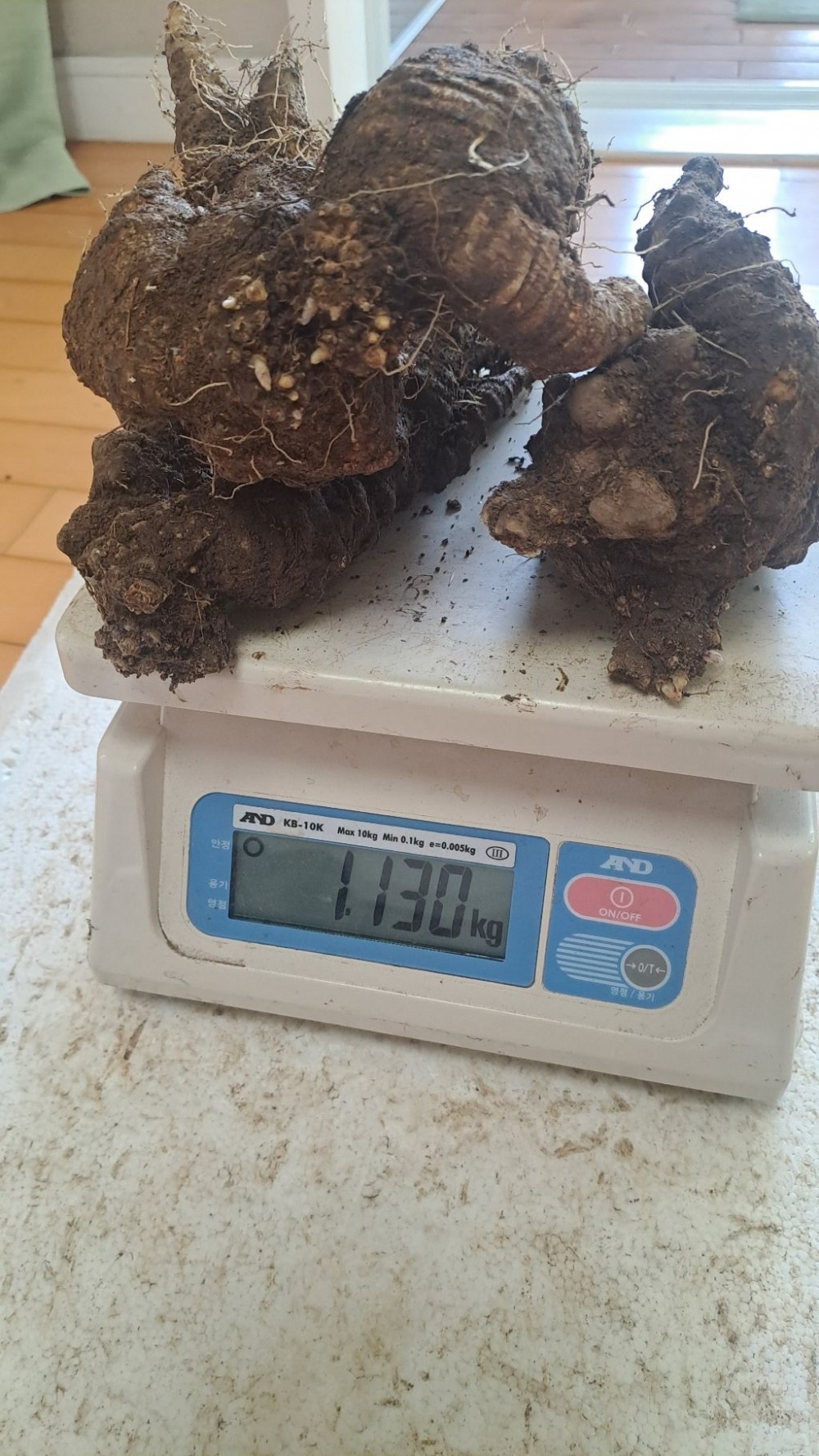 담금용 야생 더덕