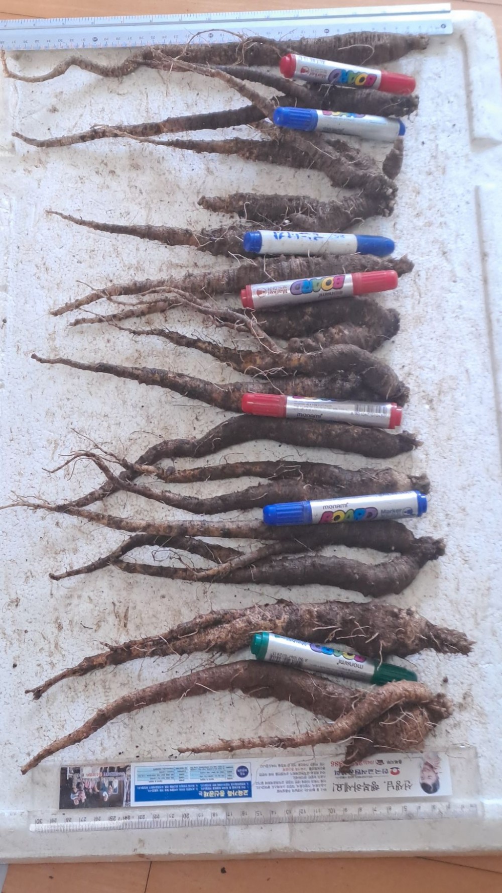 담금용/식용 야생 더덕