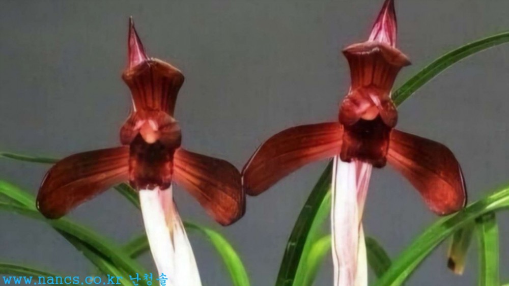 진묵(전시작품/꽃3경)