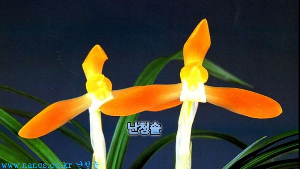 홍귀비(전시작품/꽃3경?