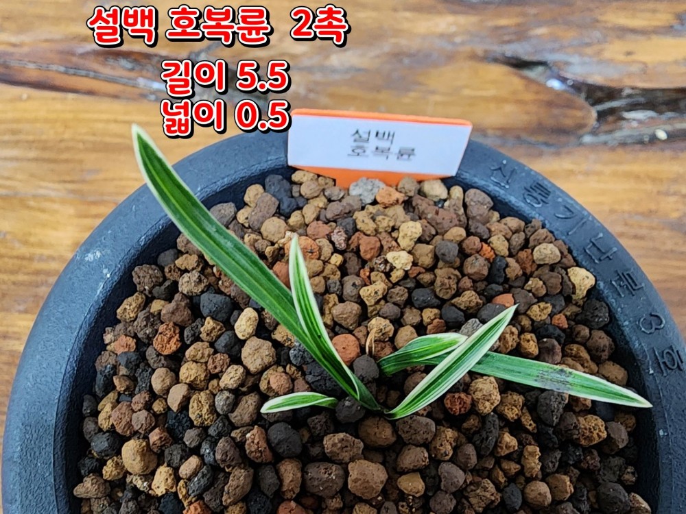 @@@ 종자목 하세요  @@@