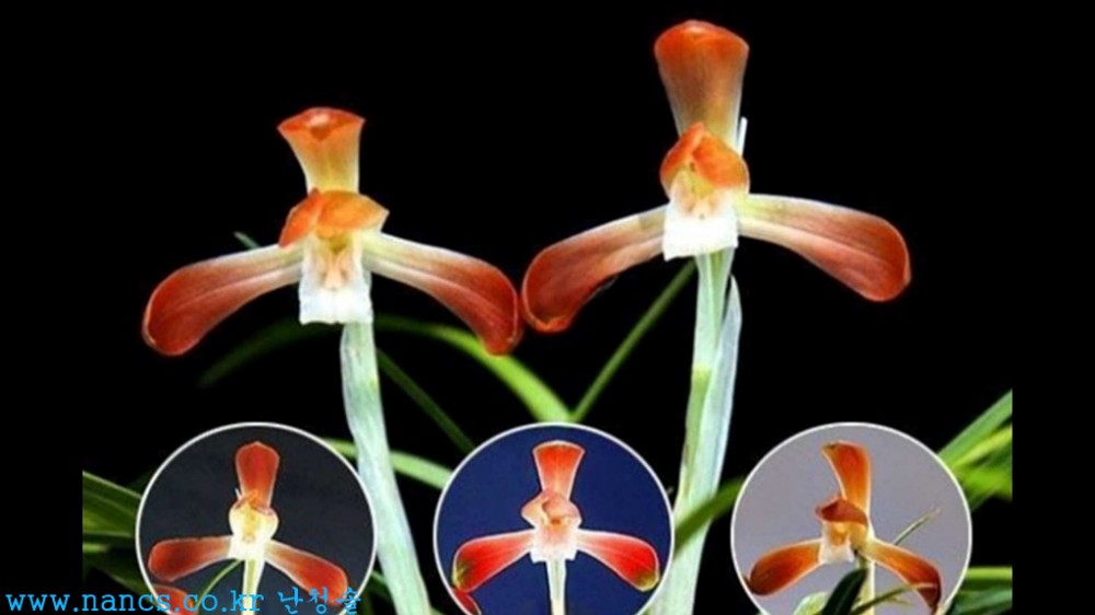 부활(전시작품/꽃4경)