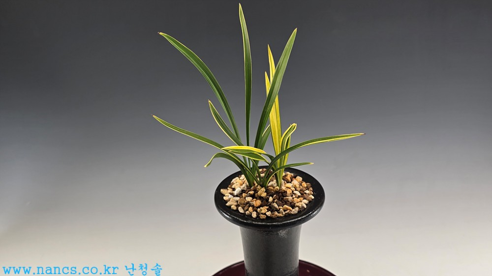 엽성황색녹호산반