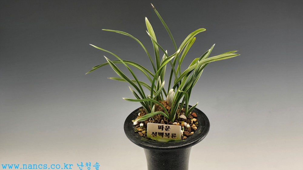 파운(전시작/꽃2경)