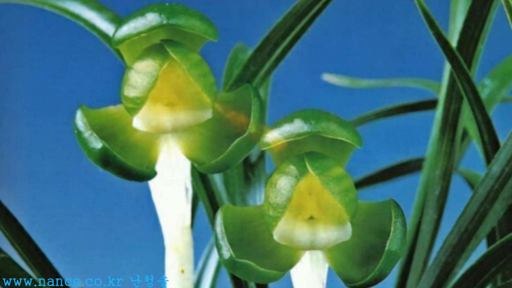 진주소(전시작품/꽃2경?