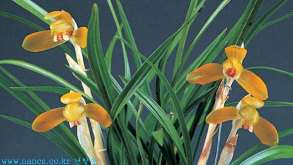 주단학(전시작품/꽃7경?