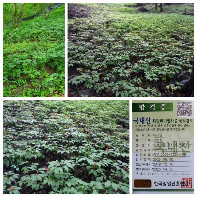 산양삼 7-8년근 혼합 정?