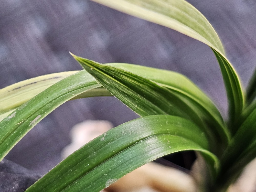 산출 입변다예품